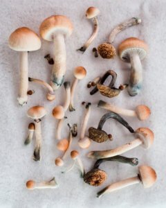 Dangers of psychedelic mushrooms