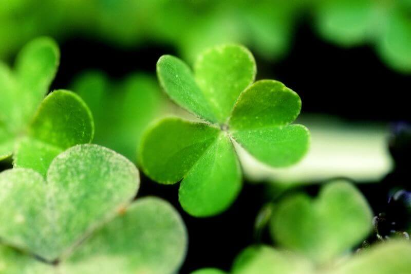 Thumnail photo of Celebrating Sober for St. Patrick’s Day